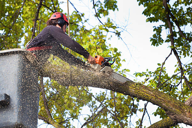 Best Tree Health Inspection  in Superior, NE